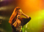 Delain - Frozen